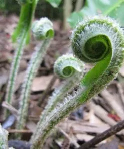 Future Forests Asplenium Scolopendrium