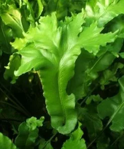 Future Forests Asplenium Scolopendrium Cristata (Cristatum)