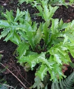 Future Forests Asplenium Scolopendrium Cristata (Cristatum)