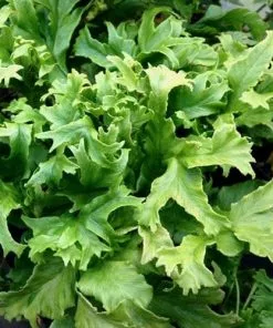 Future Forests Asplenium Scolopendrium Cristata (Cristatum)