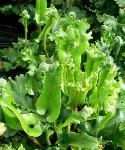 Future Forests Asplenium Scolopendrium Cristata (Cristatum)
