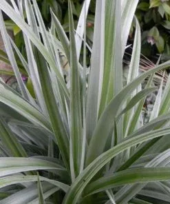 Future Forests Astelia Silver Shadow (syn. Silver Spear) More