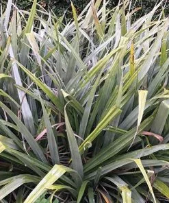 Future Forests Astelia Silver Shadow (syn. Silver Spear) More