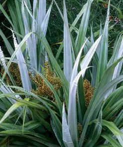 Future Forests Astelia Silver Shadow (syn. Silver Spear) More