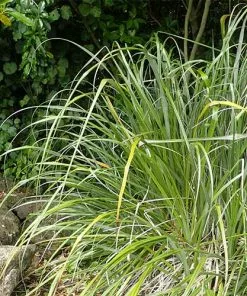 Future Forests Astelia Banksii