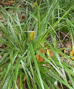 Future Forests Astelia Banksii