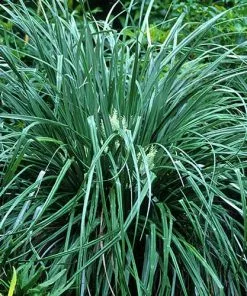 Future Forests Astelia Banksii