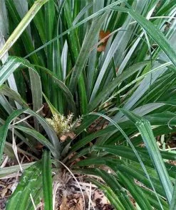 Future Forests Astelia Banksii