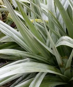 Future Forests Astelia Silver Shadow (syn. Silver Spear) More