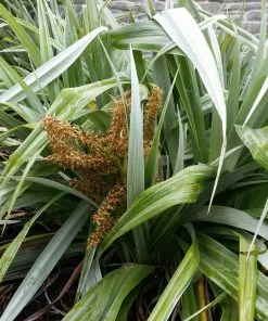 Future Forests Astelia Silver Shadow (syn. Silver Spear) More