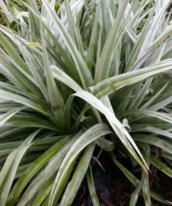 Future Forests Astelia Silver Shadow (syn. Silver Spear) More