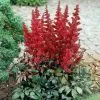 Future Forests Astilbe Fanal All Perennials 1 Future Forests Astilbe Fanal All Perennials