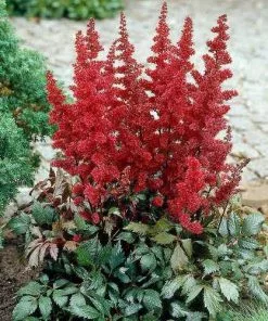 Future Forests Astilbe Fanal All Perennials