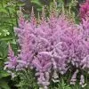 Future Forests Astilbe Younique Lilac™