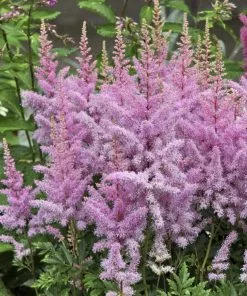 Future Forests Astilbe Younique Lilac™