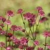 Future Forests Astrantia Major Rubra More