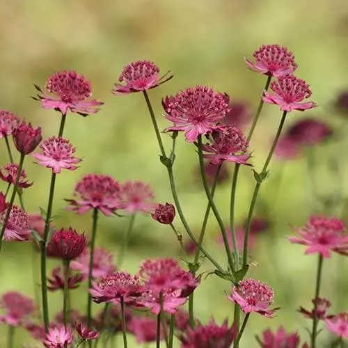 Future Forests Astrantia Major Rubra More 3 Future Forests Astrantia Major Rubra More
