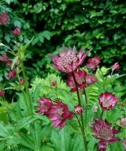 Future Forests Astrantia Major Rubra More 7 Future Forests Astrantia Major Rubra More