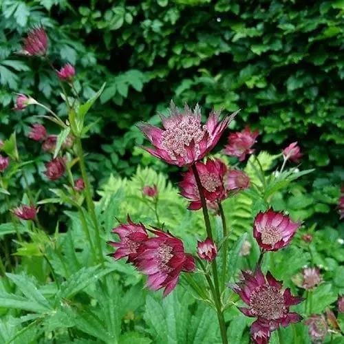 Future Forests Astrantia Major Rubra More 4 Future Forests Astrantia Major Rubra More