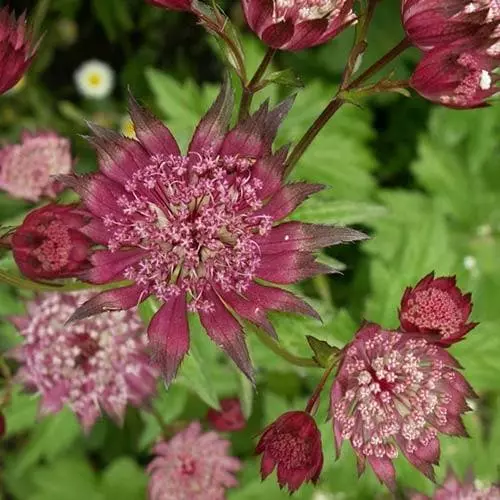 Future Forests Astrantia Major Rubra More 5 Future Forests Astrantia Major Rubra More