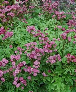 Future Forests Astrantia Major Rubra More 9 Future Forests Astrantia Major Rubra More