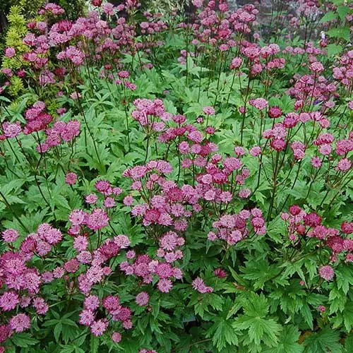 Future Forests Astrantia Major Rubra More 6 Future Forests Astrantia Major Rubra More