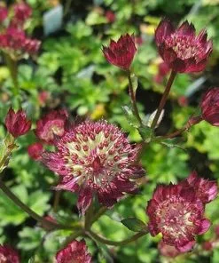 Future Forests Astrantia Moulin Rouge