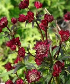 Future Forests Astrantia Moulin Rouge