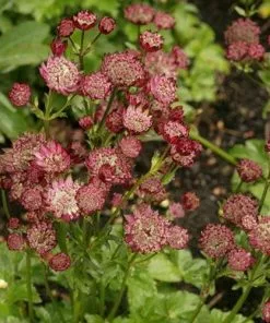 Future Forests Astrantia Moulin Rouge