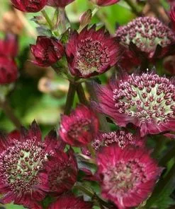 Future Forests Astrantia Moulin Rouge