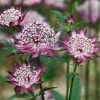 Future Forests Astrantia Major Claret All Perennials