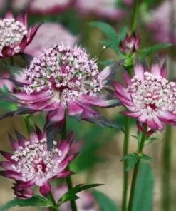 Future Forests Astrantia Major Claret All Perennials
