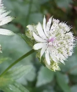 Future Forests Astrantia Major Subsp. Involucrata Shaggy