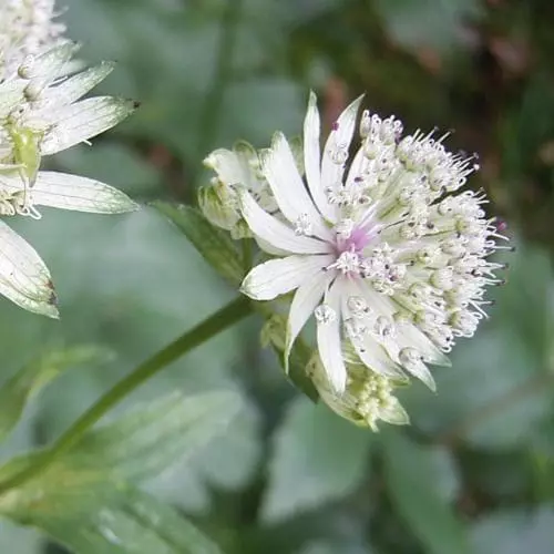 Future Forests Astrantia Major Subsp. Involucrata Shaggy 3 Future Forests Astrantia Major Subsp. Involucrata Shaggy