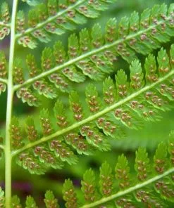 Future Forests Athyrium Filix-femina More