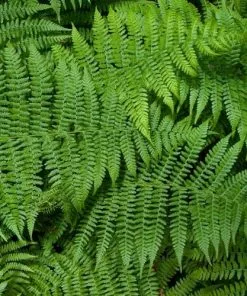 Future Forests Athyrium Filix-femina More