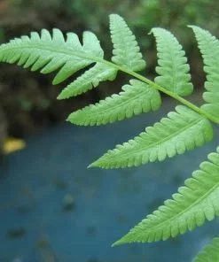 Future Forests Athyrium Filix-femina More