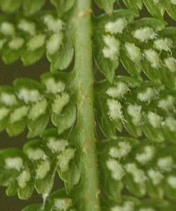 Future Forests Athyrium Filix-femina More