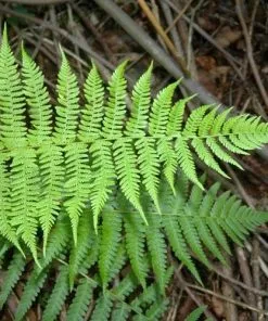 Future Forests Athyrium Filix-femina More