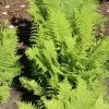 Future Forests Athyrium Filix-femina More