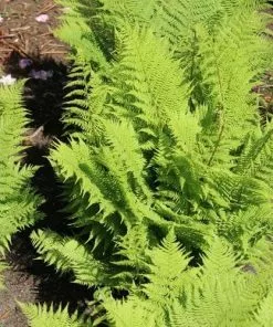 Future Forests Athyrium Filix-femina More