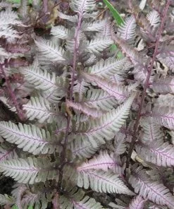 Future Forests More Athyrium Niponicum Var. Pictum Red Beauty