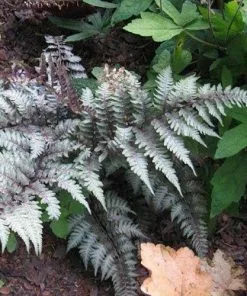 Future Forests More Athyrium Niponicum Var. Pictum Red Beauty