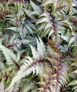 Future Forests More Athyrium Niponicum Var. Pictum Red Beauty