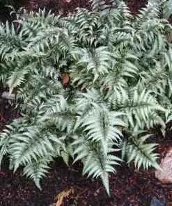 Future Forests More Athyrium Niponicum Pictum