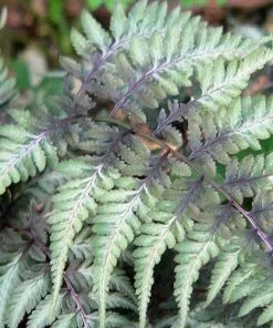 Future Forests More Athyrium Niponicum Pictum