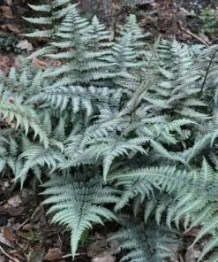 Future Forests More Athyrium Niponicum Pictum