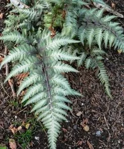 Future Forests More Athyrium Niponicum Pictum