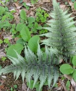 Future Forests More Athyrium Niponicum Pictum Metallicum