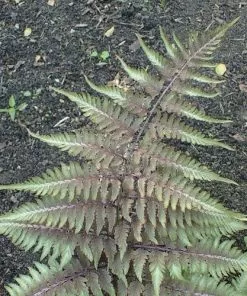 Future Forests More Athyrium Niponicum Pictum Metallicum